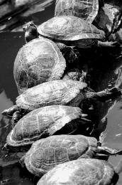 Turtlerace